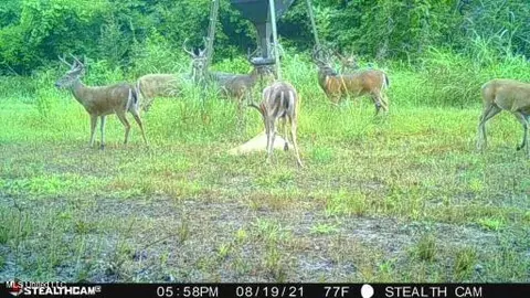 132 Acres Mol Redwoodms, Redwood, MS 39156
