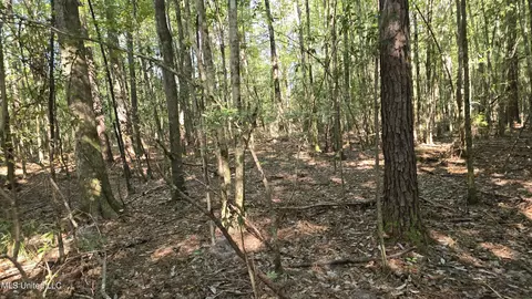 000 Davis Rd, Purvis, MS 39475 photo 20