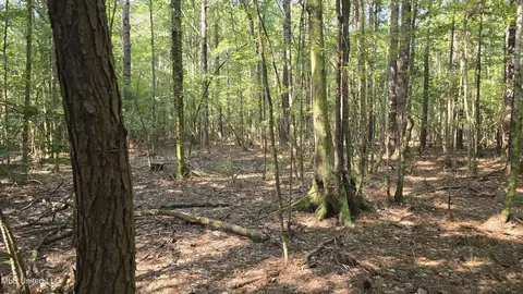 000 Davis Rd, Purvis, MS 39475 photo 5