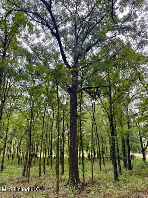 Robinson Road, Canton, MS 39046 photo 3