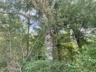 Tanner Williams Rd -parcel 8, Lucedale, MS 39452 photo 5
