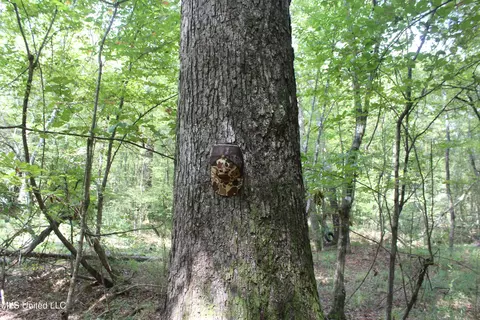 NE Greenhill Trail, Brookhaven, MS 39601 photo 8