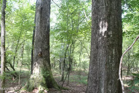NE Greenhill Trail, Brookhaven, MS 39601 photo 7