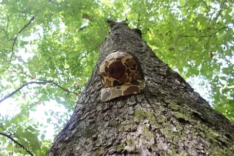 NE Greenhill Trail, Brookhaven, MS 39601