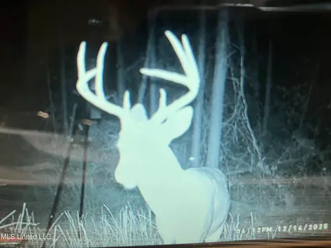 4069 Dixie Garden Rd, Wesson, MS 39191 photo 49