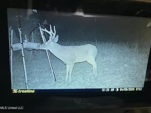 4069 Dixie Garden Rd, Wesson, MS 39191 photo 50