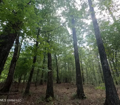 Other - 2430 Highway 501, Forest, MS 39074 photo 46 of 59
