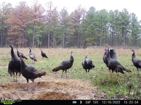 6145 Dry Grove Rd, Terry, MS 39170 photo 107
