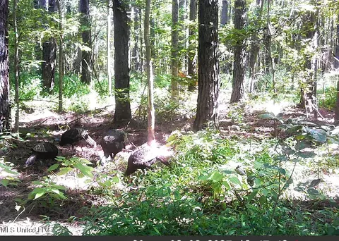 2380 213 Country Rd, Grenada, MS 38901 photo 45