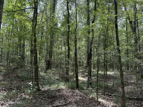 Daughdrill Road, Silver Creek, MS 39663 photo 25