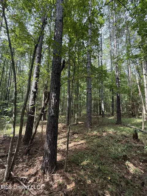 Daughdrill Road, Silver Creek, MS 39663 photo 64