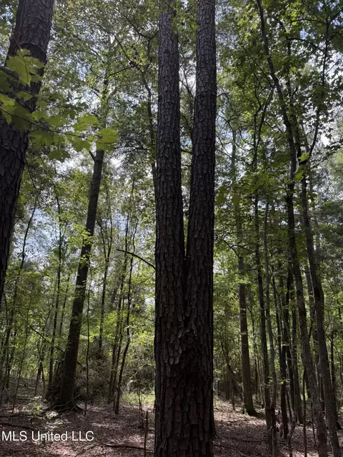 Daughdrill Road, Silver Creek, MS 39663 photo 55