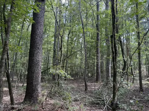 Daughdrill Road, Silver Creek, MS 39663 photo 47
