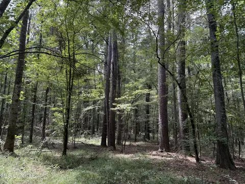 Daughdrill Road, Silver Creek, MS 39663 photo 34