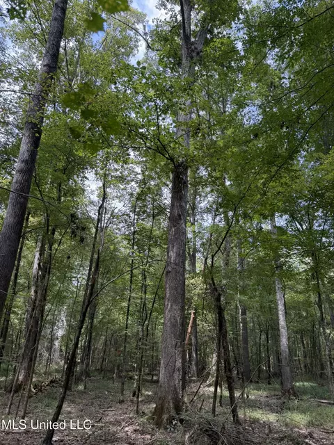 Daughdrill Road, Silver Creek, MS 39663 photo 38