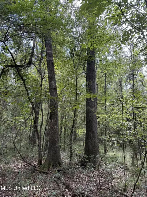 Daughdrill Road, Silver Creek, MS 39663 photo 31