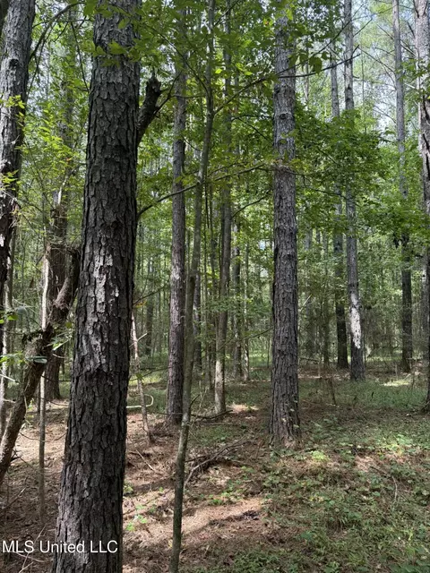 Daughdrill Road, Silver Creek, MS 39663 photo 65