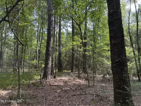 Daughdrill Road, Silver Creek, MS 39663 photo 61