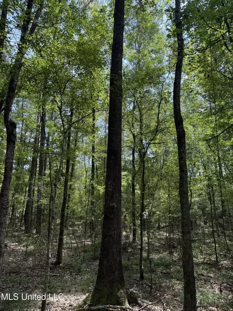 Daughdrill Road, Silver Creek, MS 39663 photo 24