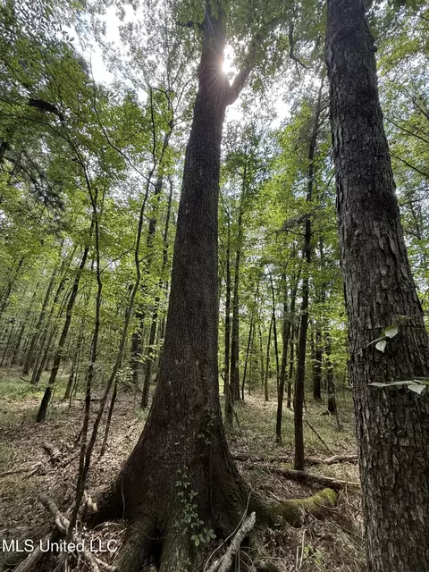 Daughdrill Road, Silver Creek, MS 39663 photo 53