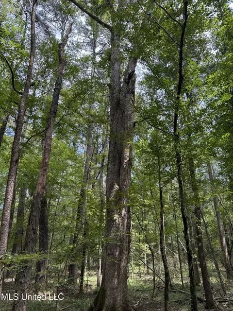 Daughdrill Road, Silver Creek, MS 39663 photo 10