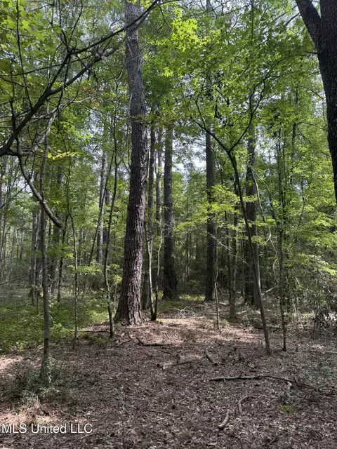 Daughdrill Road, Silver Creek, MS 39663 photo 60