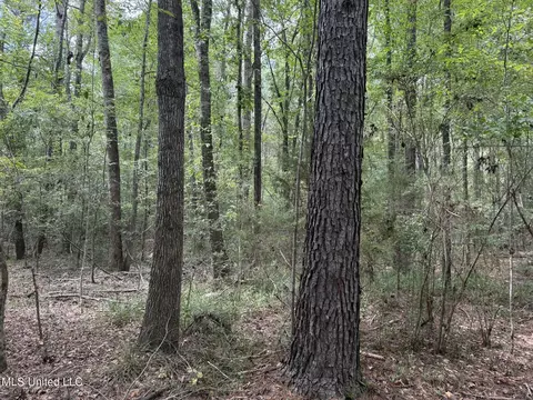 Daughdrill Road, Silver Creek, MS 39663 photo 66