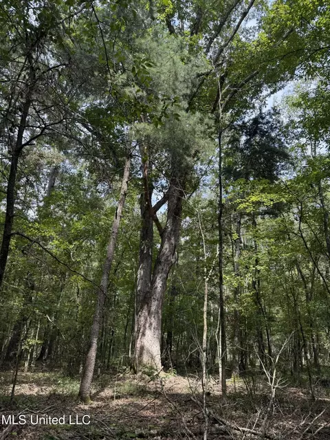 Daughdrill Road, Silver Creek, MS 39663 photo 15