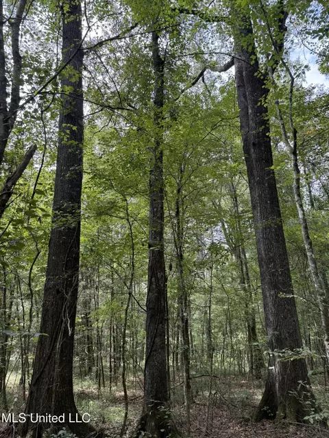 Daughdrill Road, Silver Creek, MS 39663 photo 33