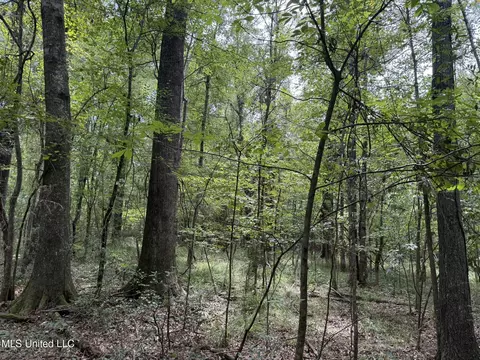 Daughdrill Road, Silver Creek, MS 39663 photo 9