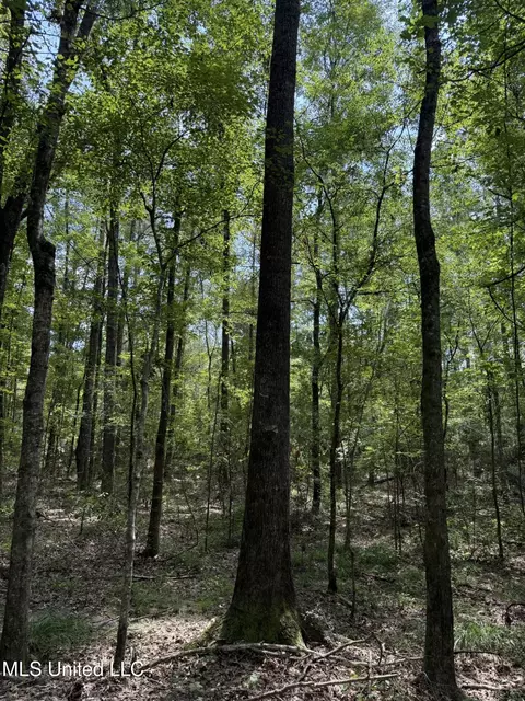Daughdrill Road, Silver Creek, MS 39663 photo 6