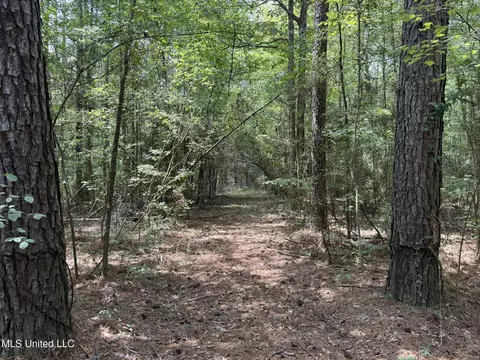 Daughdrill Road, Silver Creek, MS 39663 photo 4