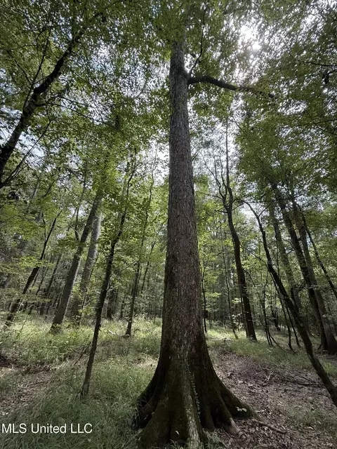 Daughdrill Road, Silver Creek, MS 39663 photo 40