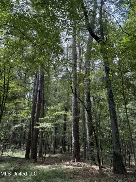 Daughdrill Road, Silver Creek, MS 39663 photo 35
