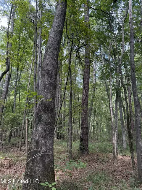 Daughdrill Road, Silver Creek, MS 39663 photo 52