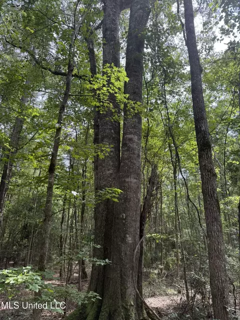 Daughdrill Road, Silver Creek, MS 39663 photo 62