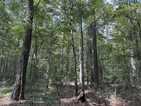 Daughdrill Road, Silver Creek, MS 39663 photo 59