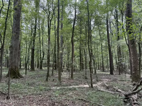 Daughdrill Road, Silver Creek, MS 39663 photo 36
