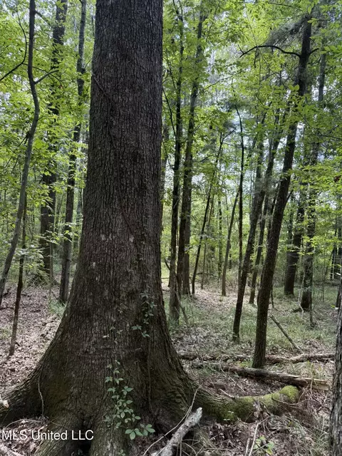 Daughdrill Road, Silver Creek, MS 39663 photo 13