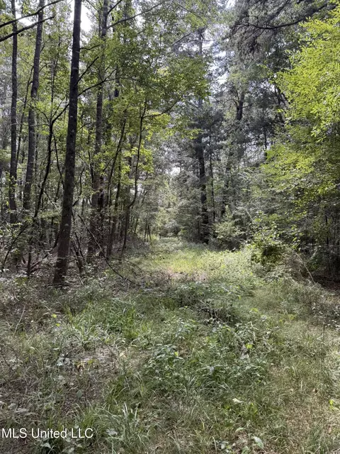 Daughdrill Road, Silver Creek, MS 39663 photo 46