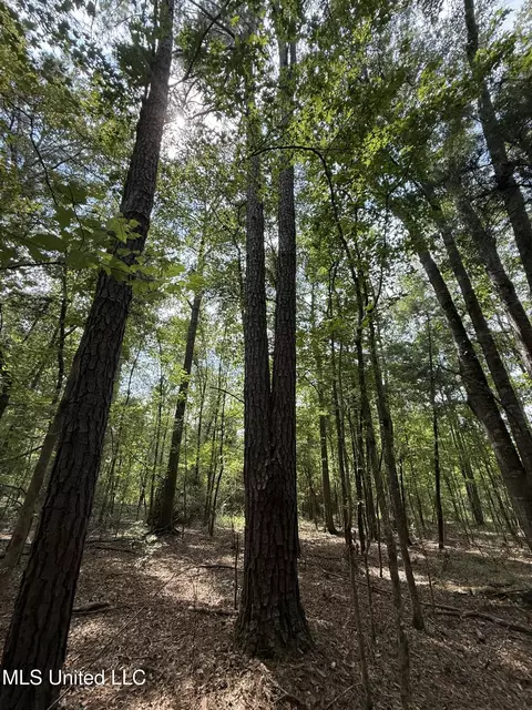 Daughdrill Road, Silver Creek, MS 39663 photo 56