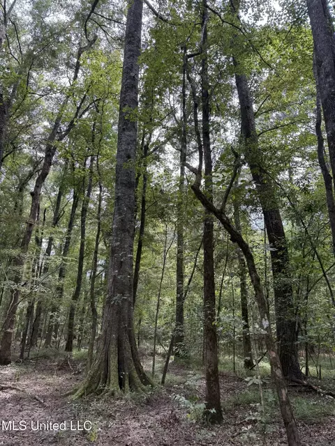 Daughdrill Road, Silver Creek, MS 39663 photo 43