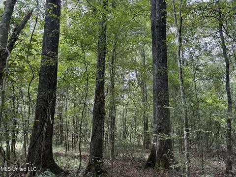 Daughdrill Road, Silver Creek, MS 39663 photo 32