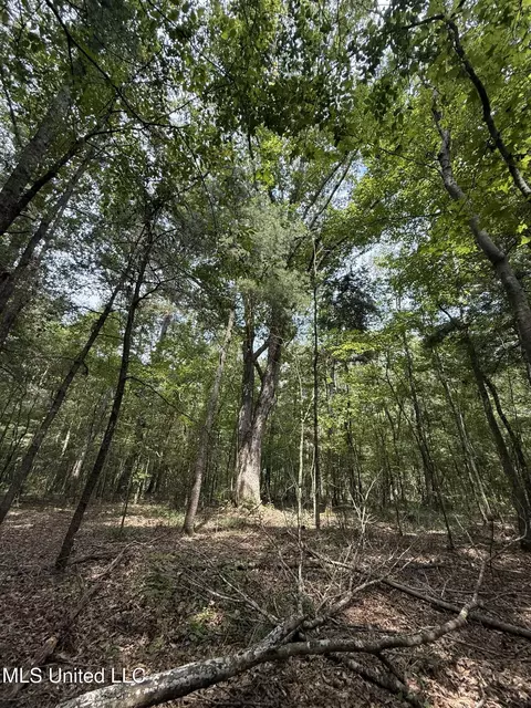 Daughdrill Road, Silver Creek, MS 39663 photo 58