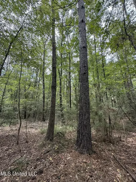 Daughdrill Road, Silver Creek, MS 39663 photo 67