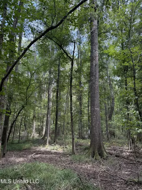 Daughdrill Road, Silver Creek, MS 39663 photo 44