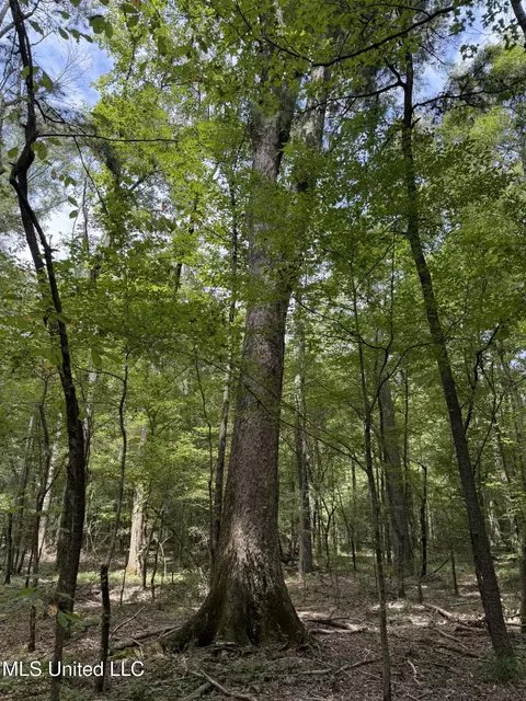 Daughdrill Road, Silver Creek, MS 39663 photo 39