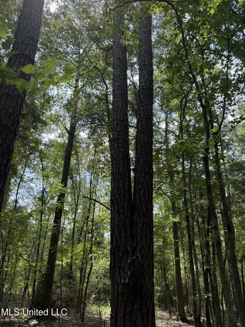 Daughdrill Road, Silver Creek, MS 39663 photo 57