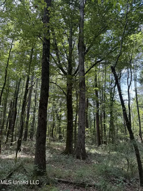 Daughdrill Road, Silver Creek, MS 39663 photo 14