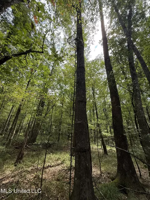 Daughdrill Road, Silver Creek, MS 39663 photo 49